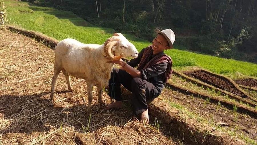 Peternak wakaf produktif bersama domba di sawah terasering saat sore hari