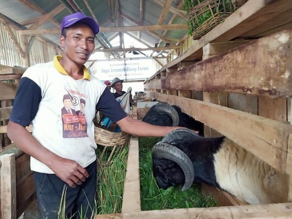 Aktivitas kandang komunal Jaya Amanah Sheep Farms